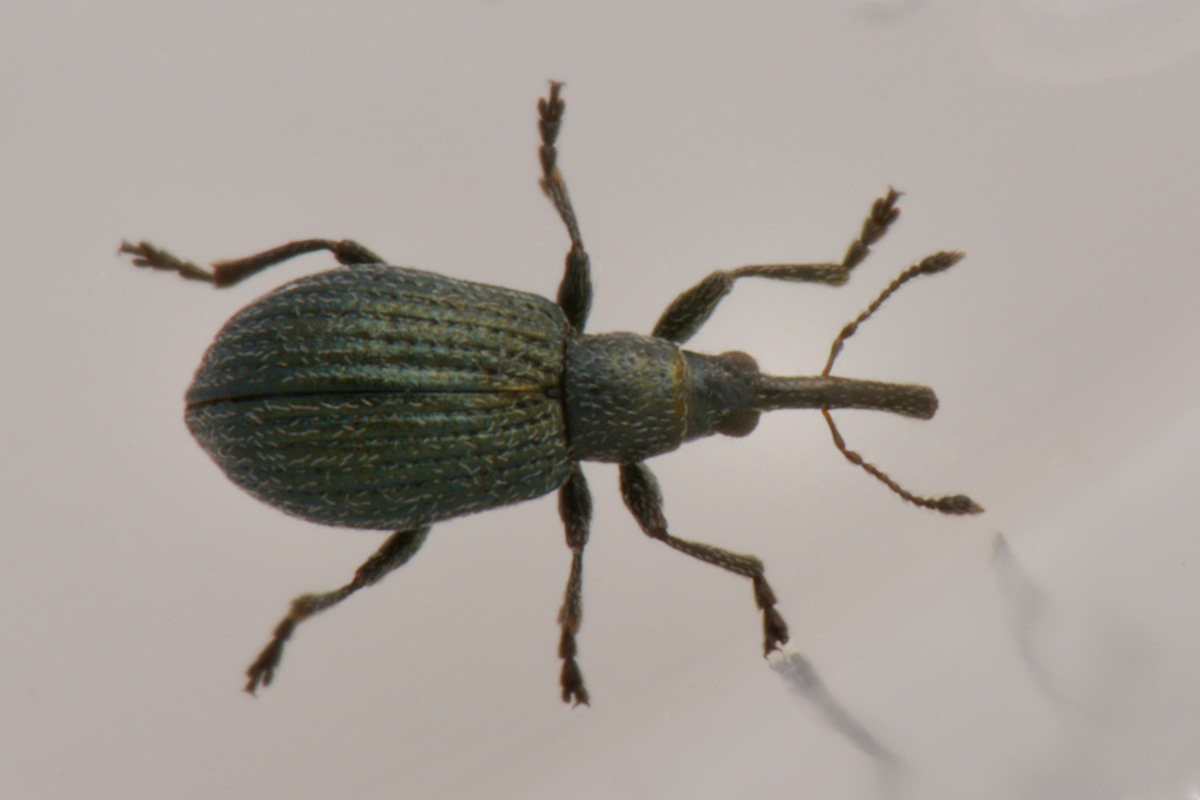 Apionidae: Ischnopterapion virens?  Sì !